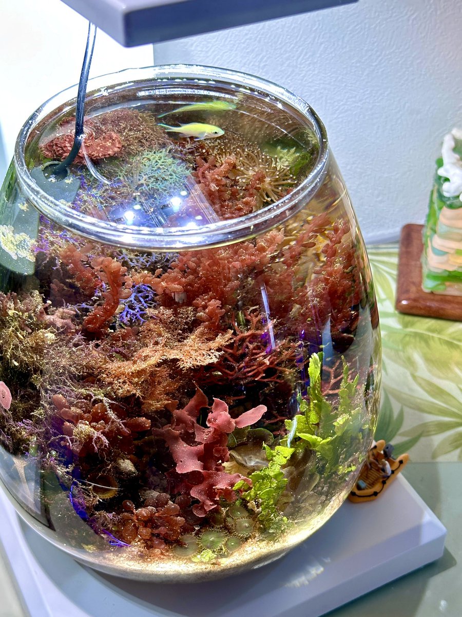 SONOアクアプランツファーム tweet media