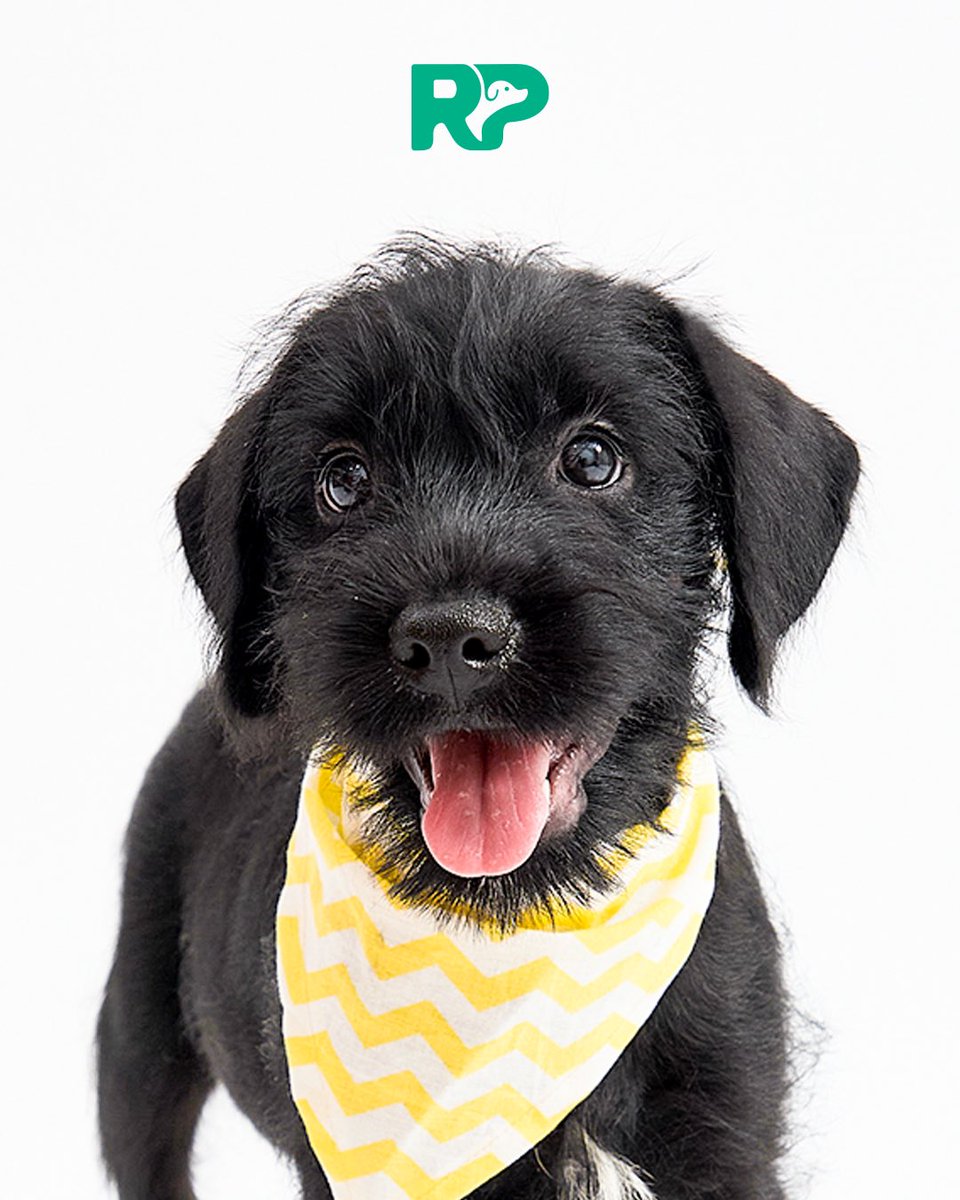 peravi's tweet photo. MI NEGRITO PICASSO BUSCA CASITA es bueno noble cariñoso su único pecado es ser negrito, ayúdame con un RT se queda sin temporal tiene 3 meses será mediano ya tiene 2 vacunas info: 912 015 590 dañe amor 🩷 https://t.co/CI2lx9UgeI