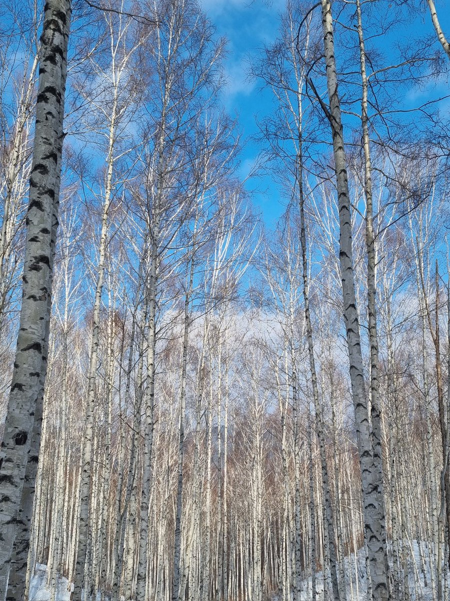 ディア tweet media