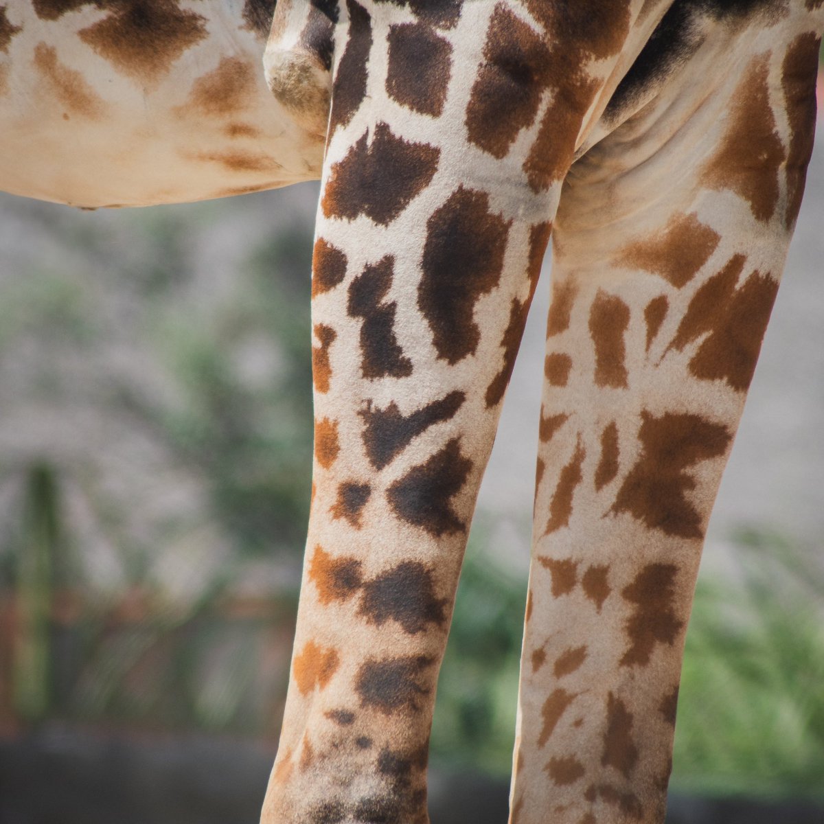 AfricamSafari's tweet photo. 🍀 Descubre la magia en los detalles con Benito, 🦒 sus tréboles son mucho más que simples manchas; son símbolos que lo hacen único y nos recuerdan la importancia de prestar atención a los pequeños detalles. Al observar de cerca sus marcas más oscuras, podemos apreciar la complejidad y la belleza de su ser. No hay duda de que Benito es un amuleto de la buena suerte para todos aquellos que se cruzan en su camino.✨
¡Comparte este Benito de la suerte para que todos conozcan su historia!