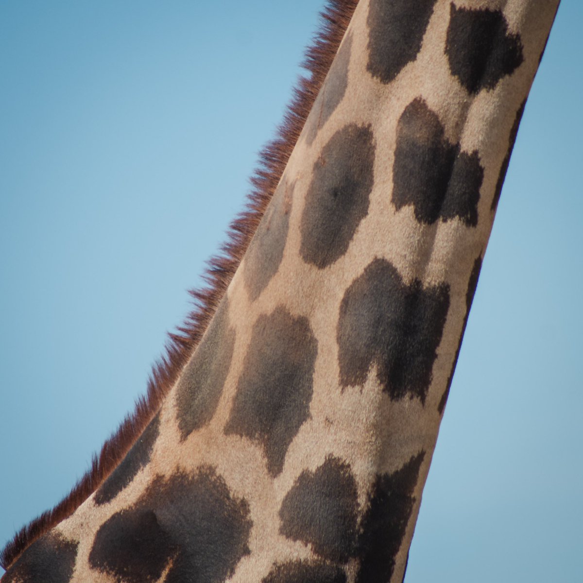 AfricamSafari's tweet photo. 🍀 Descubre la magia en los detalles con Benito, 🦒 sus tréboles son mucho más que simples manchas; son símbolos que lo hacen único y nos recuerdan la importancia de prestar atención a los pequeños detalles. Al observar de cerca sus marcas más oscuras, podemos apreciar la complejidad y la belleza de su ser. No hay duda de que Benito es un amuleto de la buena suerte para todos aquellos que se cruzan en su camino.✨
¡Comparte este Benito de la suerte para que todos conozcan su historia!