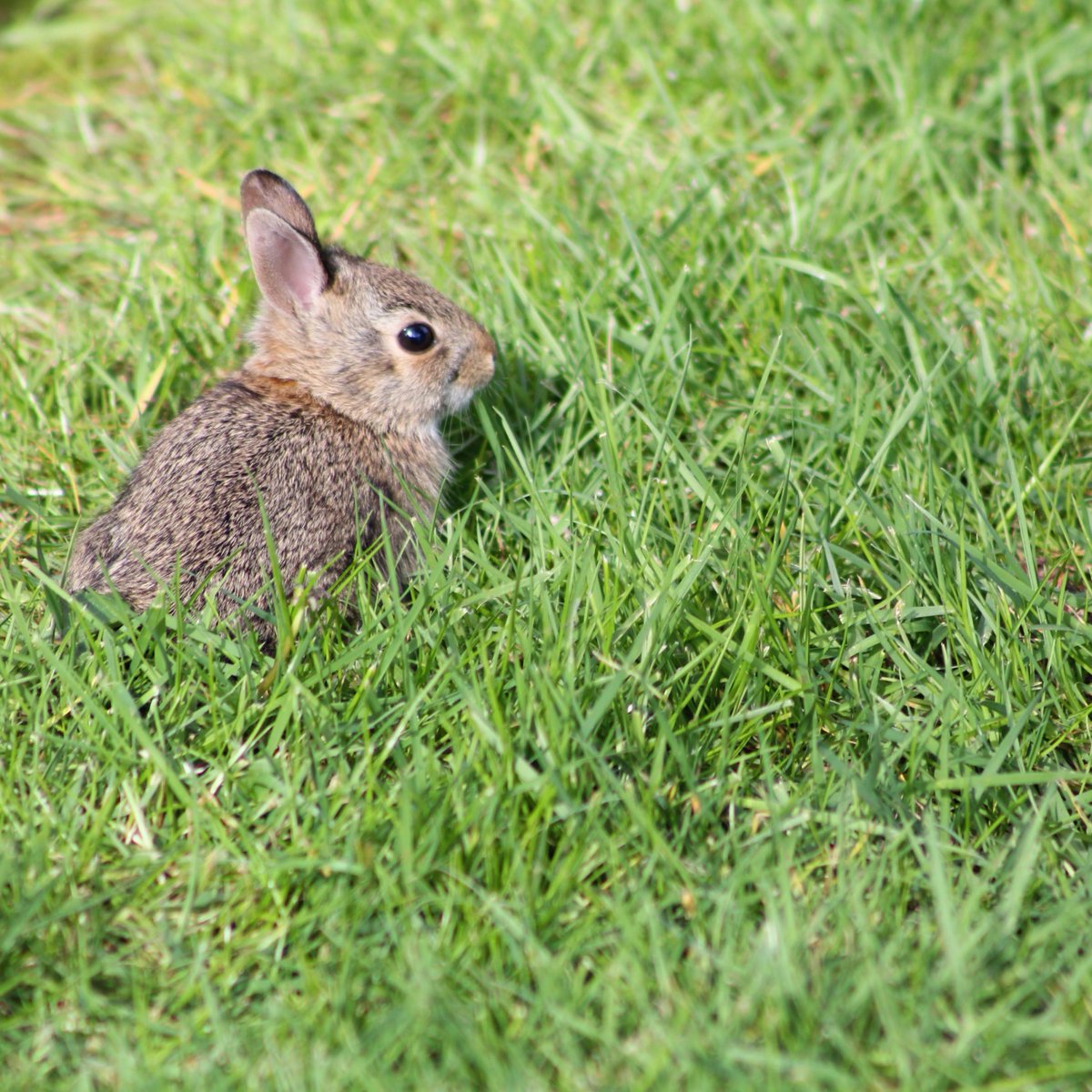 smilinandy's tweet image. 2022 #SpringBaby made a fine Mother's Day gift 🎁