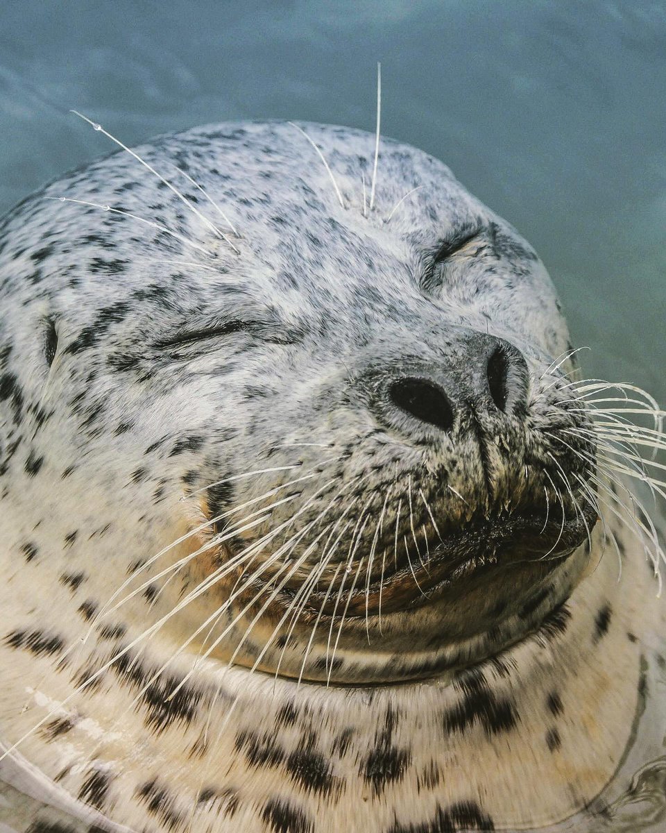 One of the many reasons why I love living on Vancouver Island is the abundance of wild life

📷 @e.l.mackenziephotography 

#victoriabc #onlyinvictoriabc #connectwithvictoria #wildlifephotography #experiencevancouverisland #explorebc #vancouverisland