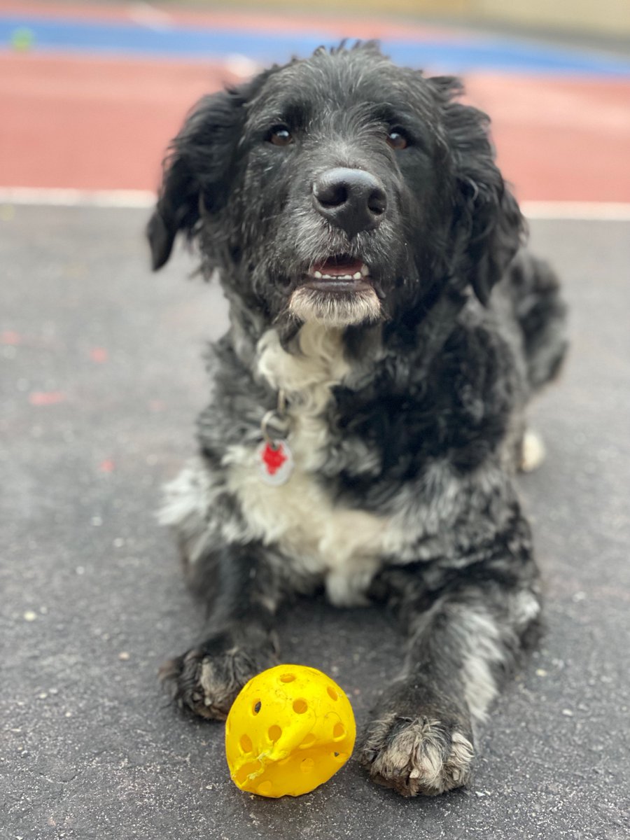 This is Emergency Medicine host, Billy Goldberg's dog Finn. Pets and Your Health is coming up at 6amET. <a href="/fadamsmd/">Frank Adams</a> is talking #painmanagment with Dr. Sharon Barotz <a href="/TranquilPawsVet/">Tranquil Paws Vet</a>, #petpoisonprevention with Dr. Tina Wismer <a href="/ASPCA_APCC/">ASPCA Animal Poison Control Center</a> and <a href="/DrAnnAMCNY/">Dr. Ann Hohenhaus</a> is our #vetoncall.