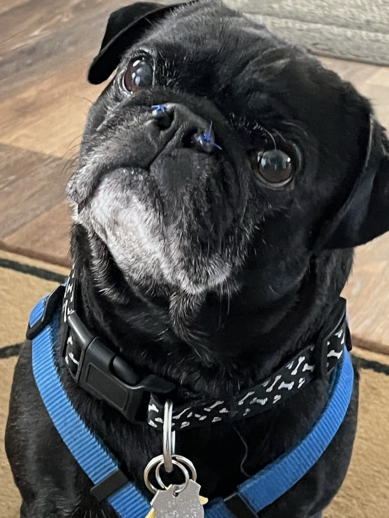 APARN's tweet image. New adoptable pug: GRIFF – 5 YEARS – MALE aparn.org/adopt/griff-5-…