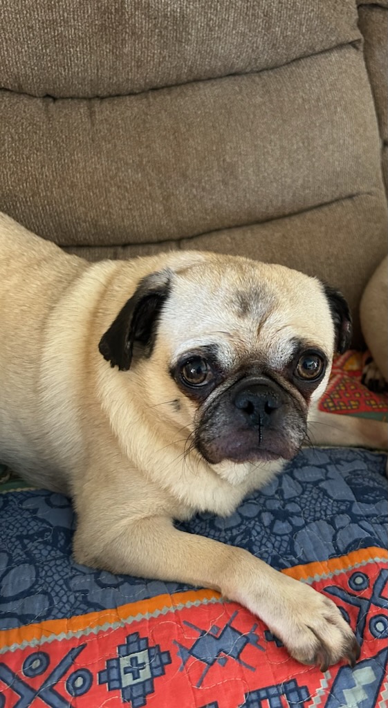 APARN's tweet image. New adoptable pug: GIGI – 5 YEARS – FEMALE aparn.org/adopt/gigi-5-y…