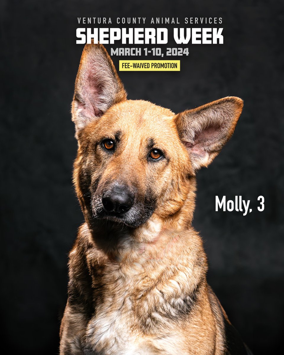 Shepherd Week Pet of the Week: Molly & her airplane ears ✈️ Available for fee-waived adoption through March 10! Playful, treat motivated, crazy for tennis balls. Video to come! Molly's pet link: