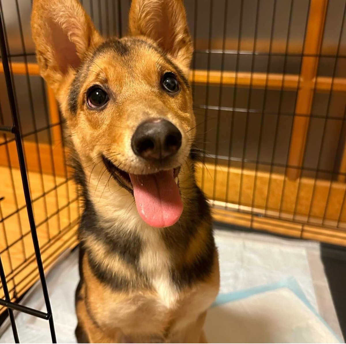 栃木県里親募集動物情報 tweet media