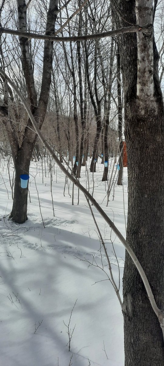 Frozen in time. Warmer temps ahead, right @EddieSheerr #humbervalley #nlwx #maplesyrupseason