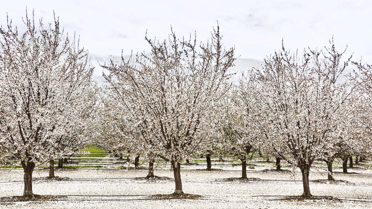 #sacramentovalley #snow #almond #blossoms dropping @almonds Dunnigan Yolo County #norcal