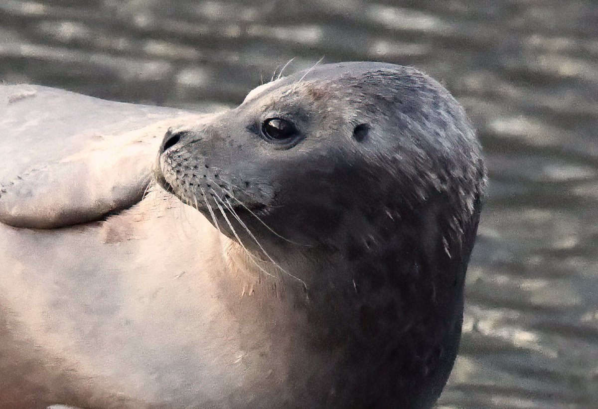 Nice surprise at the end of the day, a #seal in #inwoodhillpark
@NYCParks #urbanparkrangers