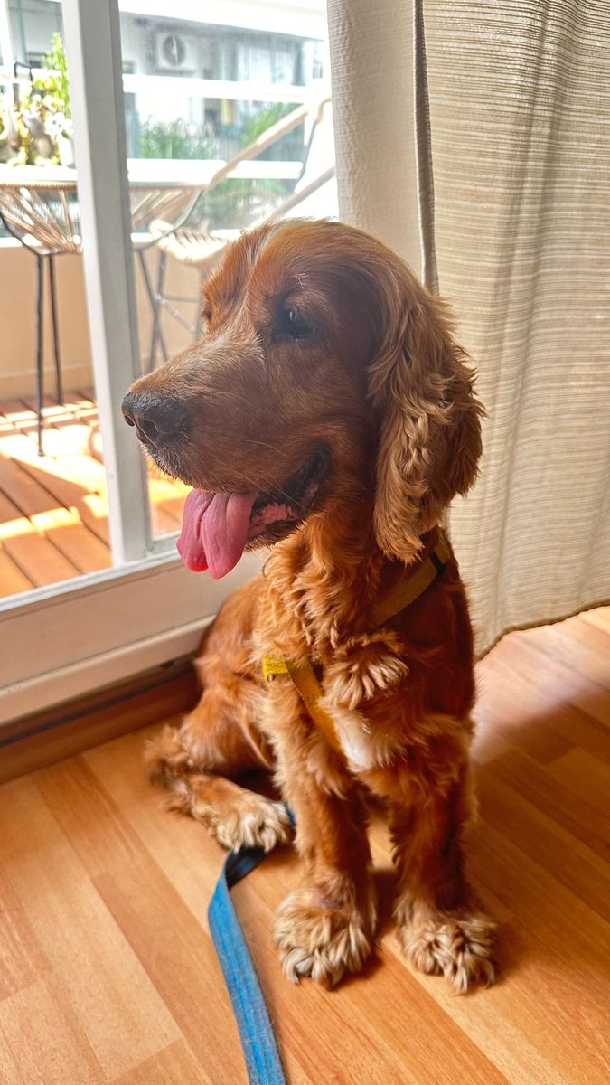 ArqueroSinManos's tweet image. ADOPCIÓN!🐶

Él es Kun, tiene 9 años y su familia no lo quiere más. 

Lo tiene una vecina.

Es sociable con otros perros y desconfiado con algunas personas (hace 2 años que vive en un patio).

¿Lo ayudamos a que encuentre una familia que lo ame?🙏🏻

Zona: CABA

Contacto al DM