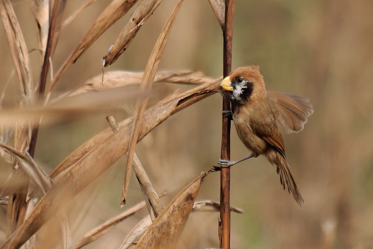 The Little Parrot!  

The #BlackbreastedParrotbill (#Paradoxornisflavirostris) is one of India's rarest, least-known birds.

@pargaien @UKNikon #indiaves @Natures_Voice #ThePhotoHour #BBCWildlifePOTD @AnimalPlanet @DiscoverKorea_ @WildlifeMag @NikonUSA @natgeoindia,@BBCEarth