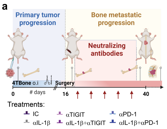 Cancer Discovery (@cd_aacr) on Twitter photo #OnlineFirst: Combining TIGIT Blockage with MDSC Inhibition Hinders #BreastCancer Bone #Metastasis by Activating Anti-tumor Immunity, by <a href="/LMonteran/">Lea Monteran</a>, <a href="/ErezNeta/">Neta Erez- ErezLab🎗️</a> et al.
bit.ly/48HvIIO
<a href="/TelAvivUni/">Tel Aviv University</a> #OnlineFirst: Combining TIGIT Blockage with MDSC Inhibition Hinders #BreastCancer Bone #Metastasis by Activating Anti-tumor Immunity, by <a href="/LMonteran/">Lea Monteran</a>, <a href="/ErezNeta/">Neta Erez- ErezLab🎗️</a> et al.
bit.ly/48HvIIO
<a href="/TelAvivUni/">Tel Aviv University</a>
