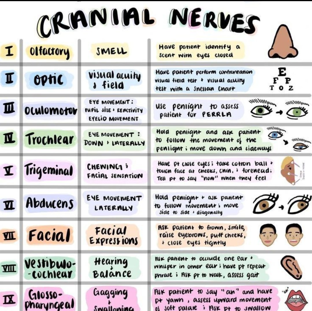 CRANIAL NERVES #nursing #nursingnotes