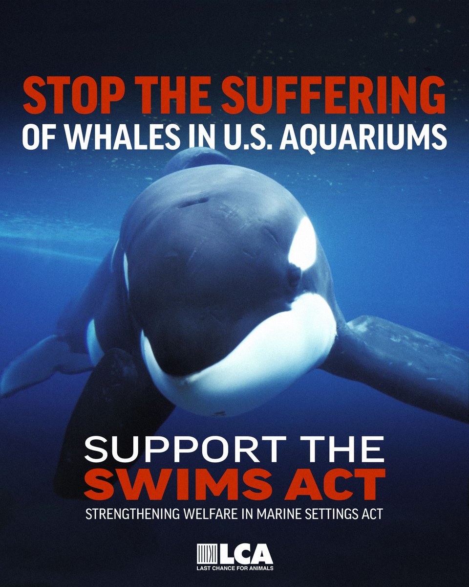 LC4A's tweet photo. The U.S. has pending legislation that would end the future capture and breeding of whales for public display - the Strengthening Welfare in Marine Settings (SWIMS) Act.
Urge your U.S. House and Senate Representatives to support the SWIMS Act: https://t.co/BVD1jaZrOH
#SeaWeek https://t.co/Gp0kzmHBAv