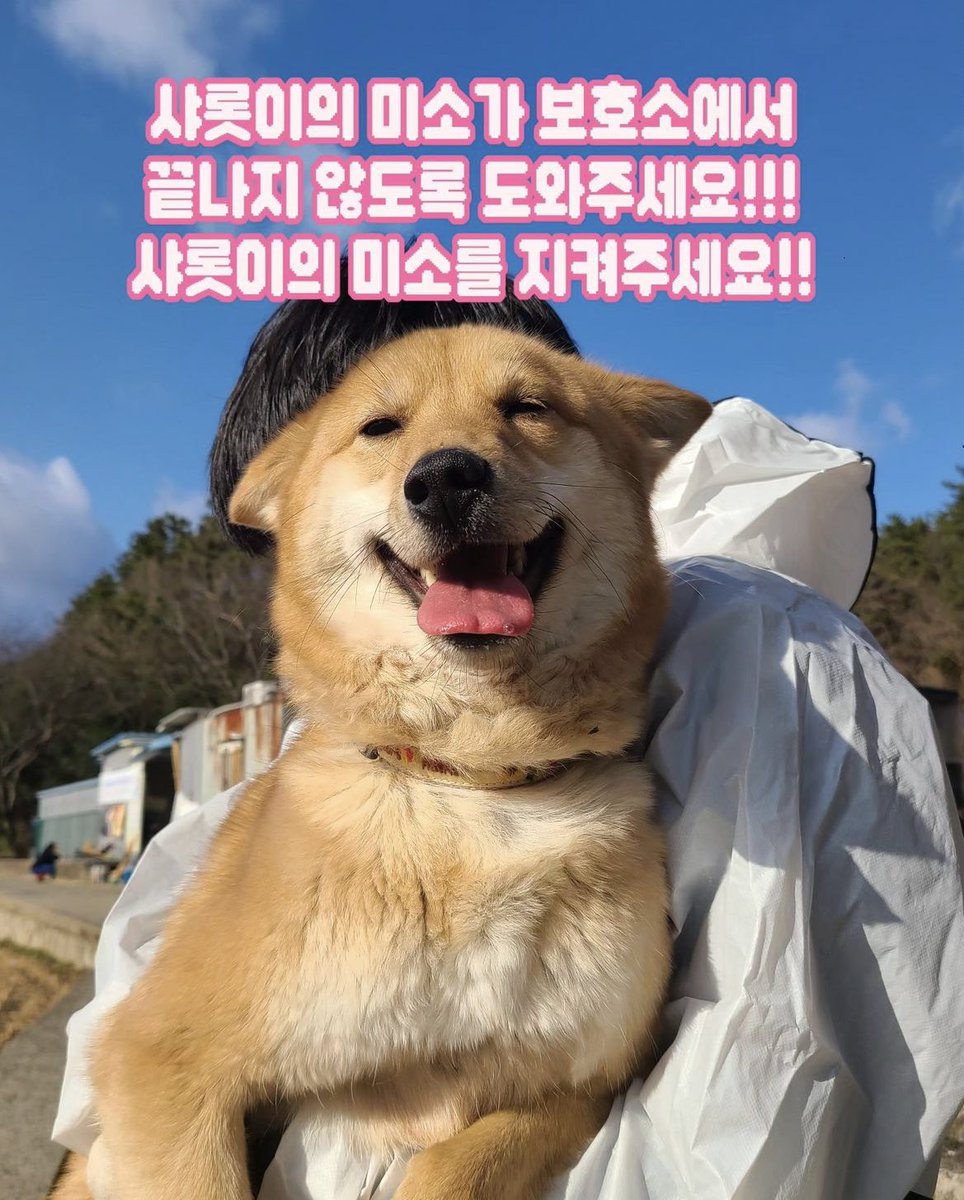 nabong_0928's tweet photo. 이 귀여운 멈머는 뉘집 멈머인고~ 하고 봤더니 3/10까지 입양처 찾는 강쥐래. 어쩜 이름도 샤롯.. 매일 웃고 있대 존귀🥹🤍 https://t.co/50VSrpSB1h