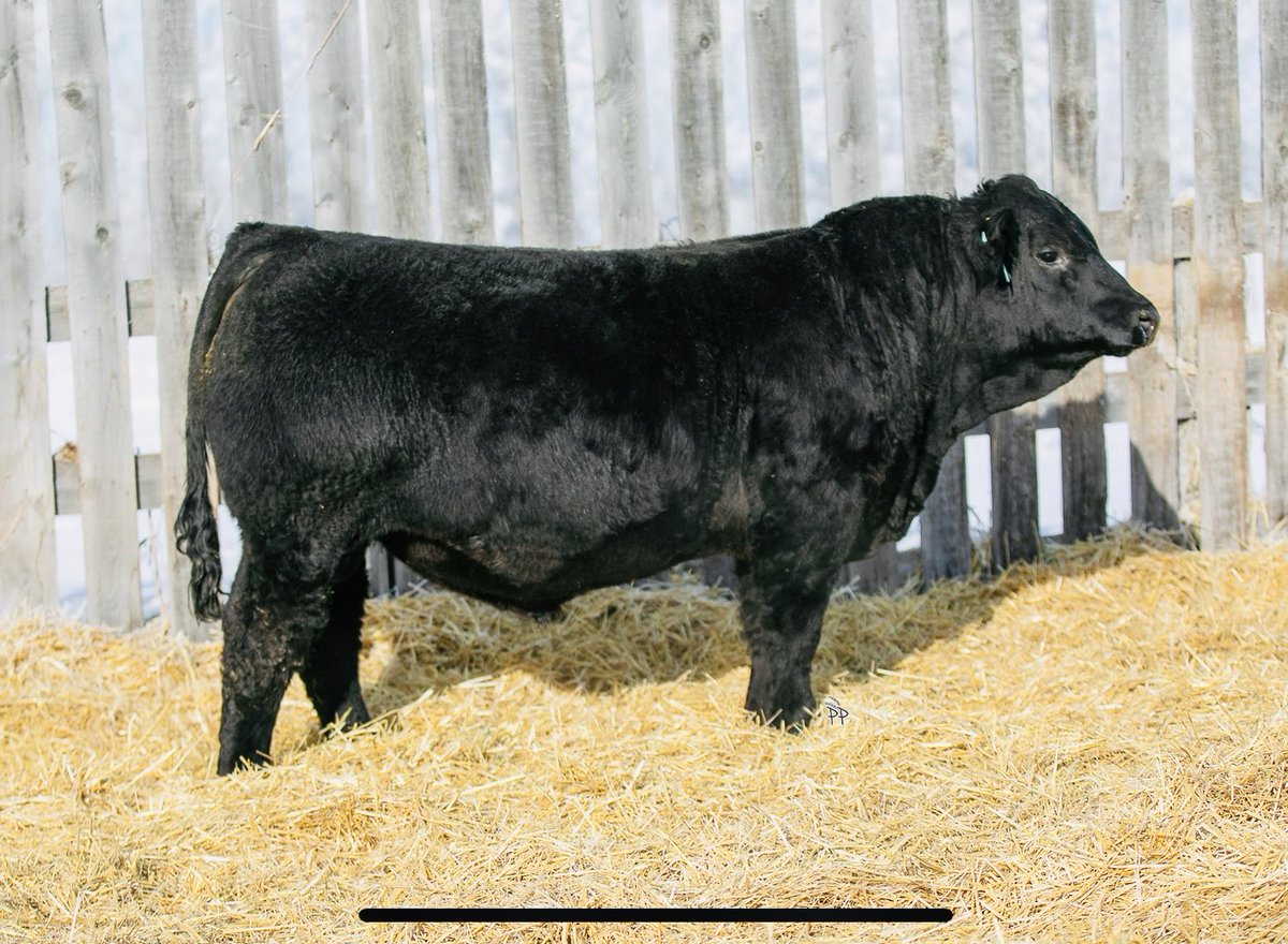 Lot 48        Striker TKW 925L.               (Proclamation X Riddler)                                          Sells March 6th @ Mar Mac Farms bull sale. All info and videos on DLMS For information Tyler (204)761-6124 or Kim (204)724-2354