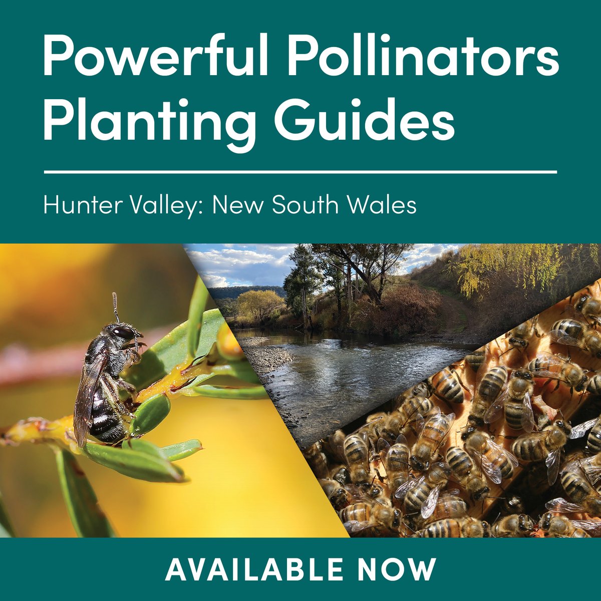 A Powerful Pollinators Planting Guide is now available for residents of the Hunter Valley region. The guide contains a list of plants indigenous to the region to help gardeners select plants that provide food for pollinators. Download the guide at bit.ly/3WRf8jN