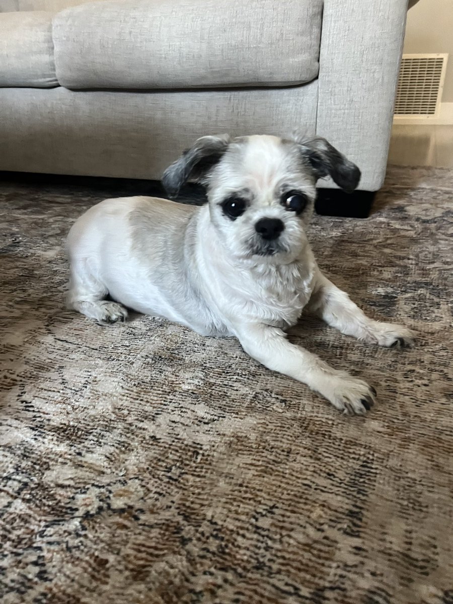 This past weekend, I took all the money I had been saving for buying an #AppleVisionPro and used it to pay for my dog’s vet bill, to save her life.  If roles were reversed, she would have done it for me, so it’s money well spent.  May she live forever.