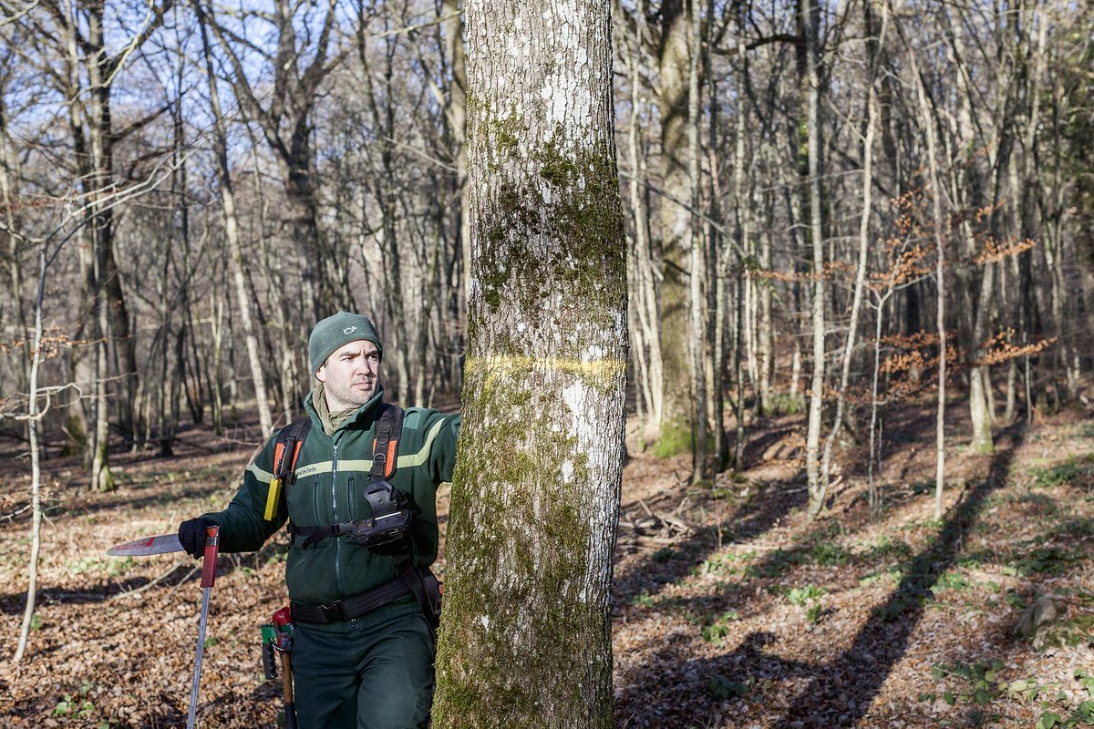 Dans cette analyse long format, l'ONF tord le cou aux idées reçues et rétablit quelques vérités sur les coupes en #forêt. Gestion durable, préservation des sols, stabilité des coupes de bois, diversité des essences... onf.fr/vivre-la-foret… via <a href="/ONF_Officiel/">Office national des forêts</a>