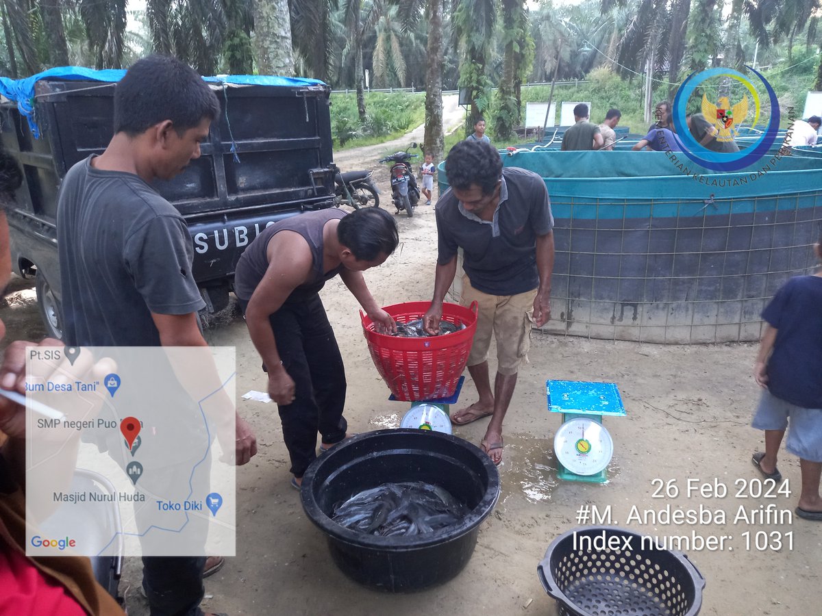 AndesThp06's tweet photo. Senin (26/02), M. Andesba Arifin, Luhkan Rokan Hulu, di Pokdakan Puo Raya Sepakat, Ds Puo Raya, Panen Ikan Lele, Semi Intensif, sebanyak 1248 kg, luas lahan 250 m2, size 7-9 ekor/kg, harga 17300/kg #GiatLuhkanSatminkalMedan #RoHul #Panen @bpppmedan_brsdm @puslatluhkp https://t.co/RmOaJ2JCPG