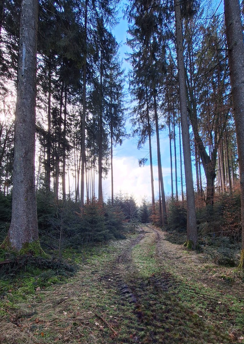 🌲💙☀️🌿

#thicktrunktuesday #TreeClub 
#savetrees #saveforests