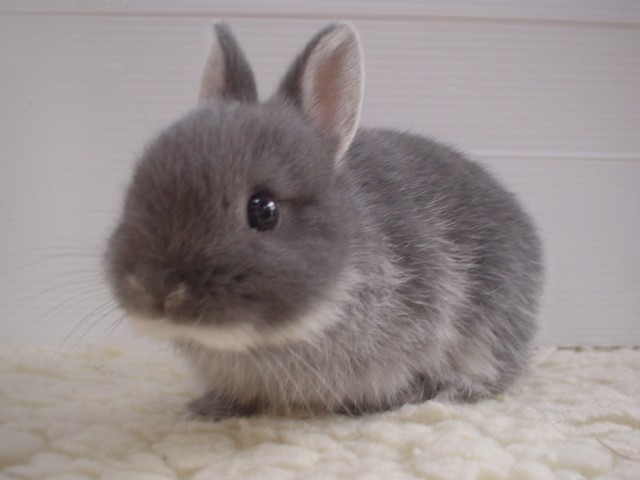 Bunnies (@RabbitEveryHour) on Twitter photo 2024-03-05 07:00:31
