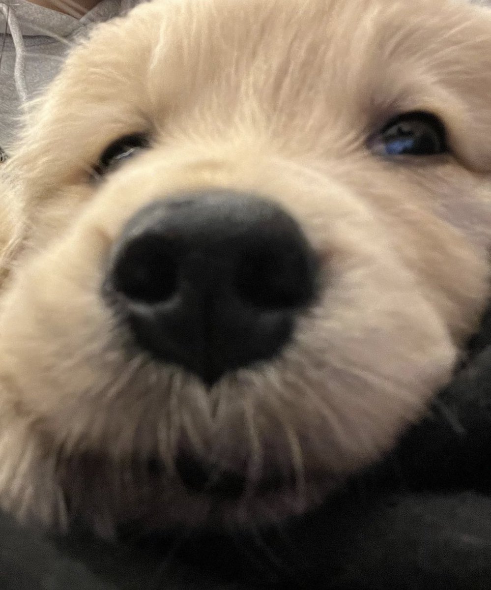 takemybear 🐶 tweet media