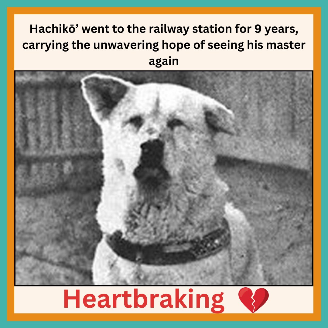 Dog_express's tweet photo. Hachikō’ went to the railway station for 9 years, carrying the unwavering hope of seeing his master again
#Dogexpress #Celebratingdoglove #Doglovers #Dogowners #lovemydog #doglove #doglife🐾 #hachiko🐶 #dogloyalty #doghope #dogmaster #dogstagram #dogsofinstagram https://t.co/4XsFImCLjb