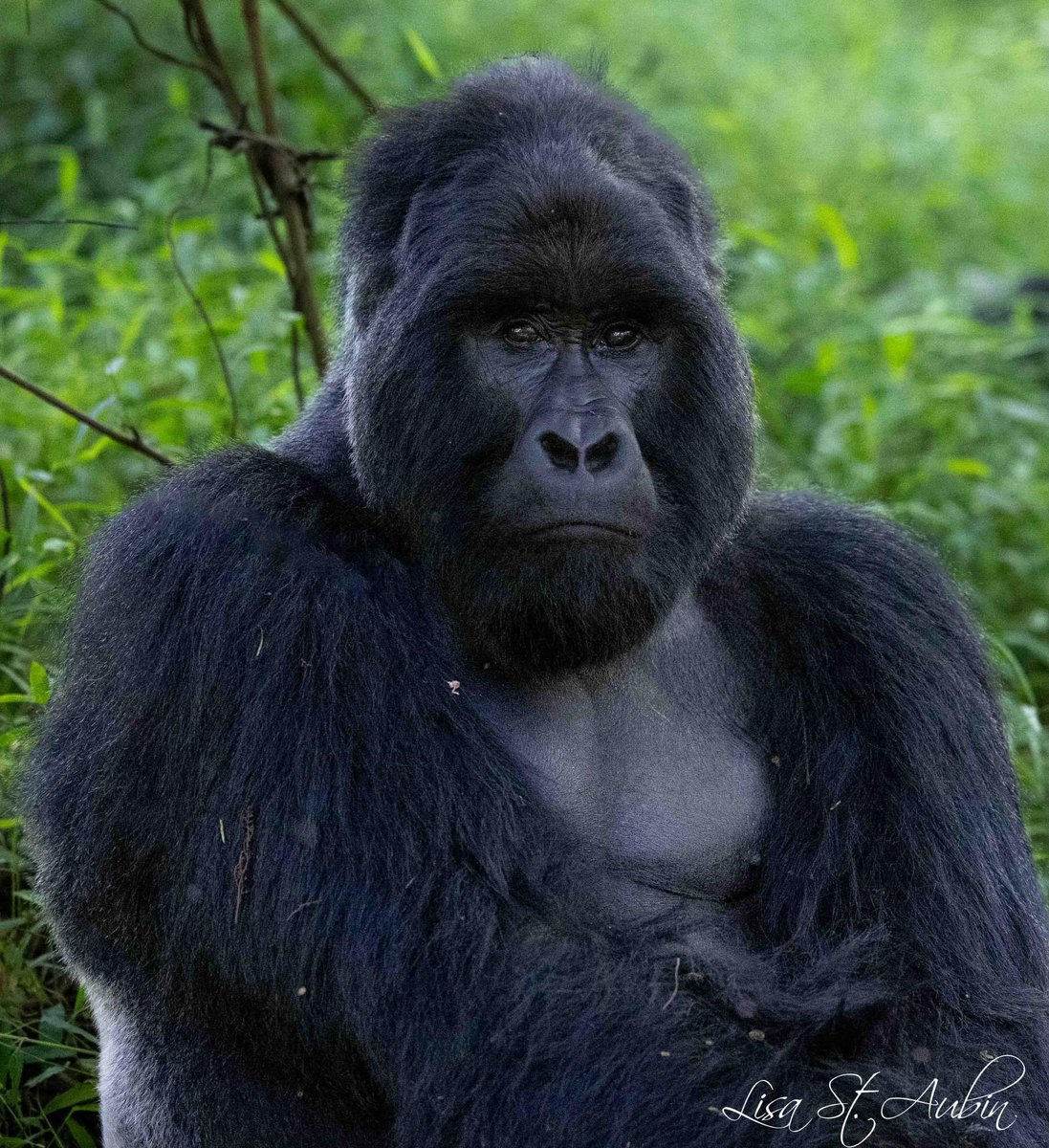 KageraSafaris's tweet photo. Beautiful photos as shared by our client @lycan_lover who travelled with us. Explore Uganda’s Mgahinga gorilla national park.
.
info@kagerasafaris.com
https://t.co/yRN19qopKV
.
#uganda🇺🇬 #explore #gorilla #gorillas #nature #wildlife #africa_nature #africanimals #wildlifeonearth https://t.co/XJx6JgNSOo
