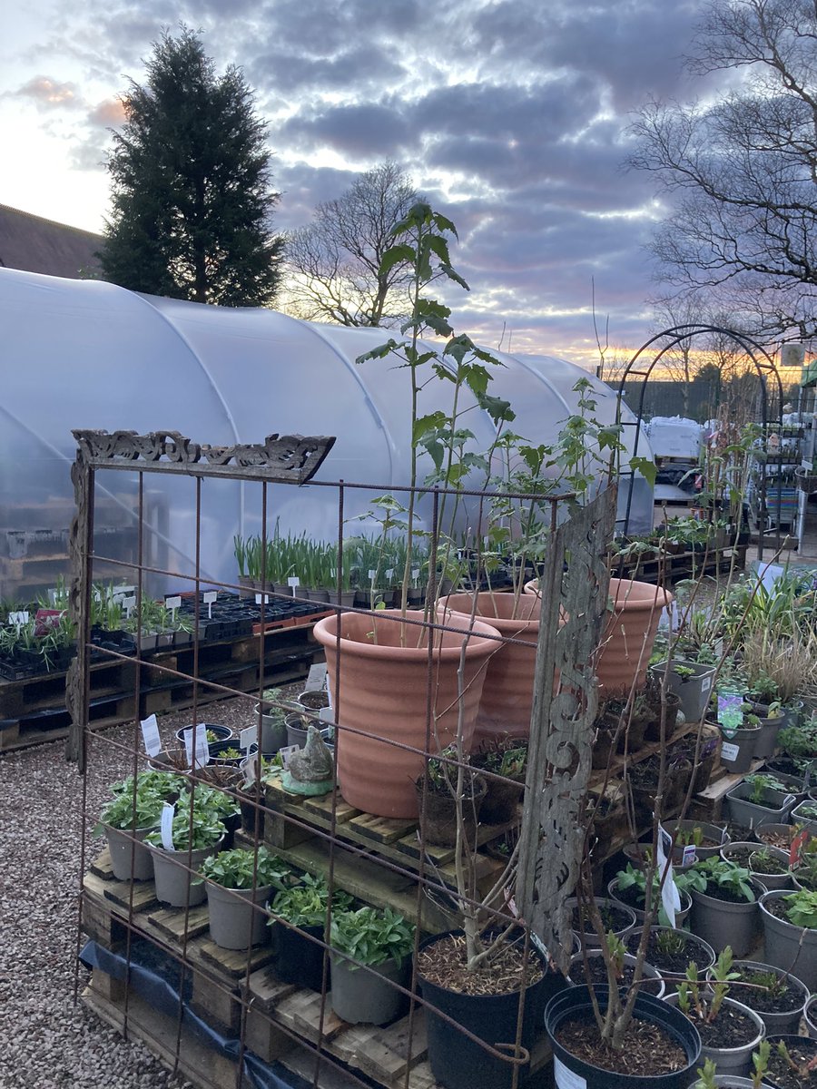 Bud Garden Centre tweet media