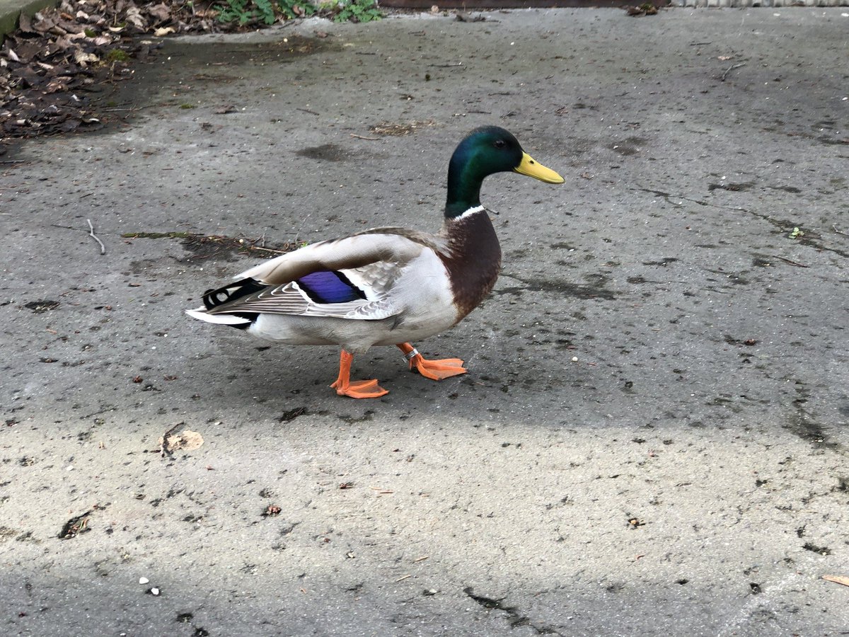 eltekonyvtar's tweet photo. 😃 A levéltárba új kutató érkezett 🦆… sajnos nem értettük, mit szeretne, így elrepült …🛩️

😃 A new researcher arrived at the archives 🦆… infortunately we didn’t understand what he wanted, so he flew away …
#kacsa #vadkacsa #levéltár https://t.co/jf5rVFmicx