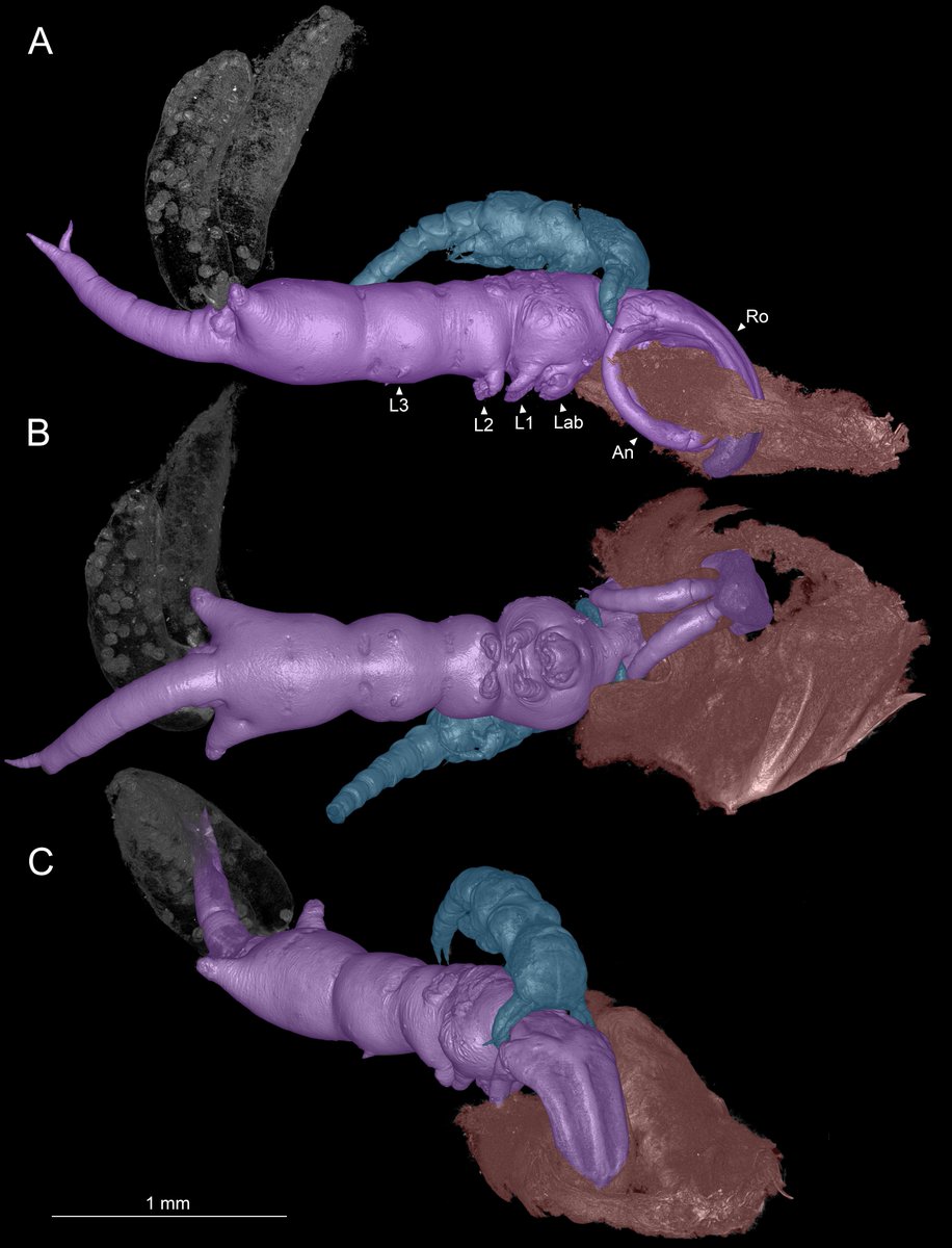 Our new paper is out today using microCT to understand the family Shiinoidae, some of the most unusual parasitic copepods 🧵
peerj.com/articles/16966/