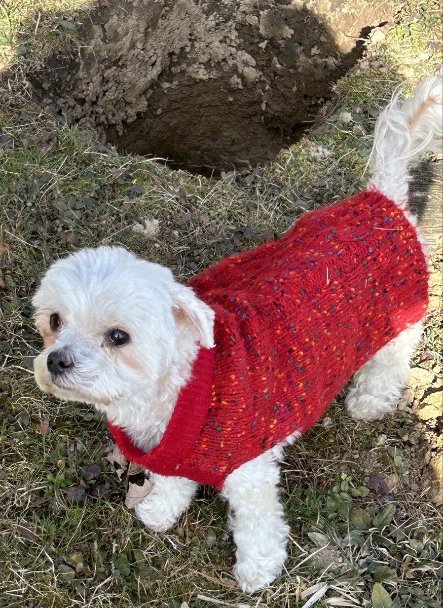sharonePack's tweet image. #Gracie feeling well enough to go for walks! Had been so sick, lost half her body weight. Not completely well yet, but #PraiseTheLord she didn’t need the grave dug when frozen ground thawed enough to dig.
She is So Loved❤️
#GodSees #GodHears #GodCares🕊️
#SayYourPrayers