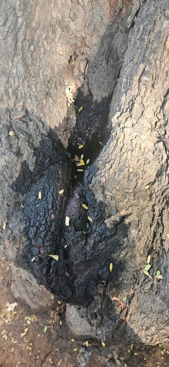 Vijay Nishanth tweet media