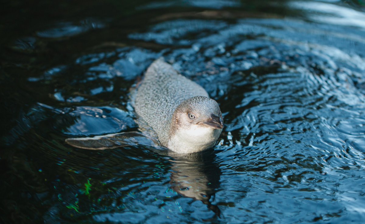 aucklandzoo's tweet photo. Are you heading to the Zoo this week – if so, join us in celebrating the sea!🐟 This #Seaweek (2 – 10 March) we have special kororā / little penguin keeper talks at 3.30pm each day at The Coast - so you can learn about the colony from our bird team who know them best. https://t.co/wvU9RJMIrk