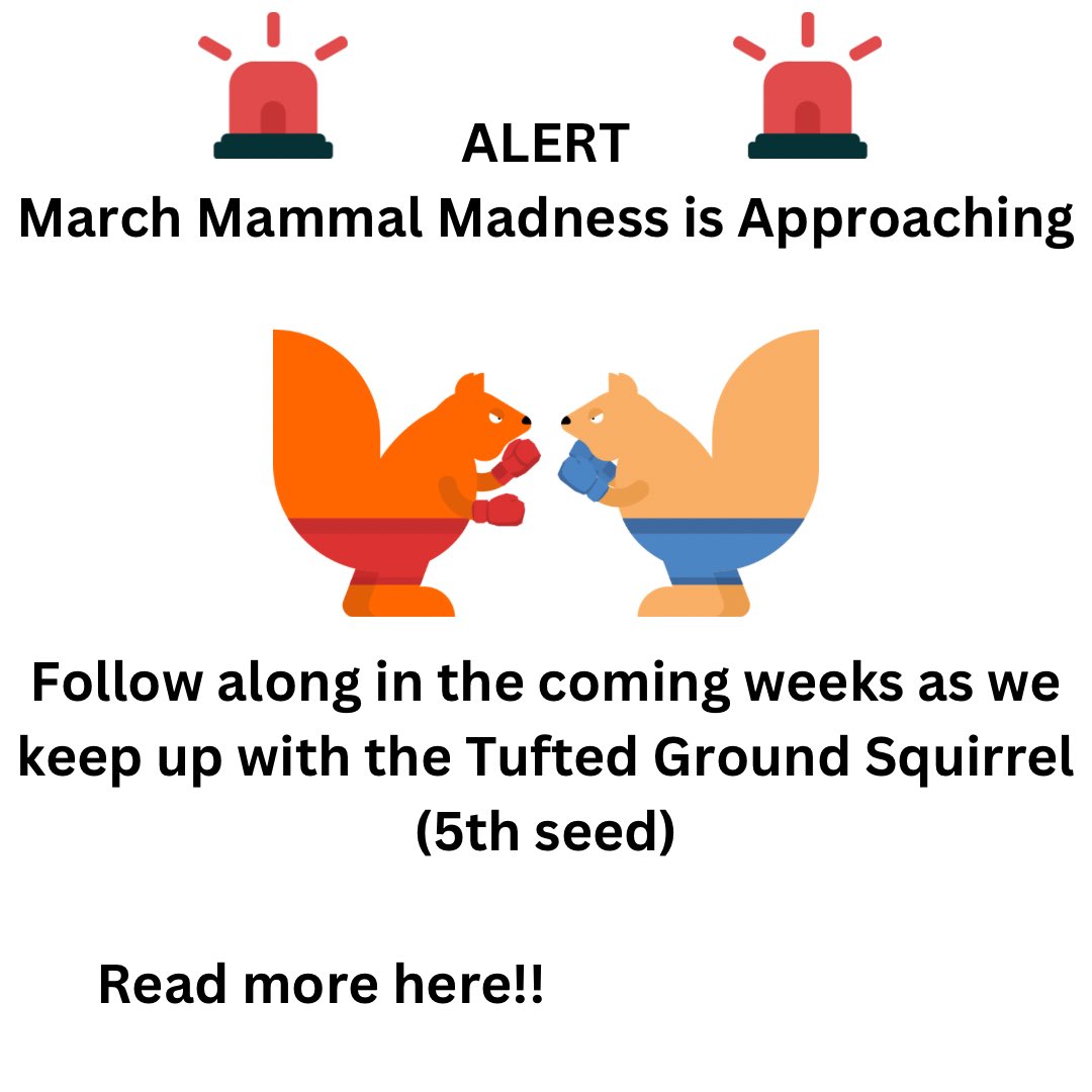 STEMSquirrels's tweet photo. https://t.co/eXey4Cj74D

#STEMsquirrels #squirrels #2024MMM #TeamRodent https://t.co/P7lvVCK3KM