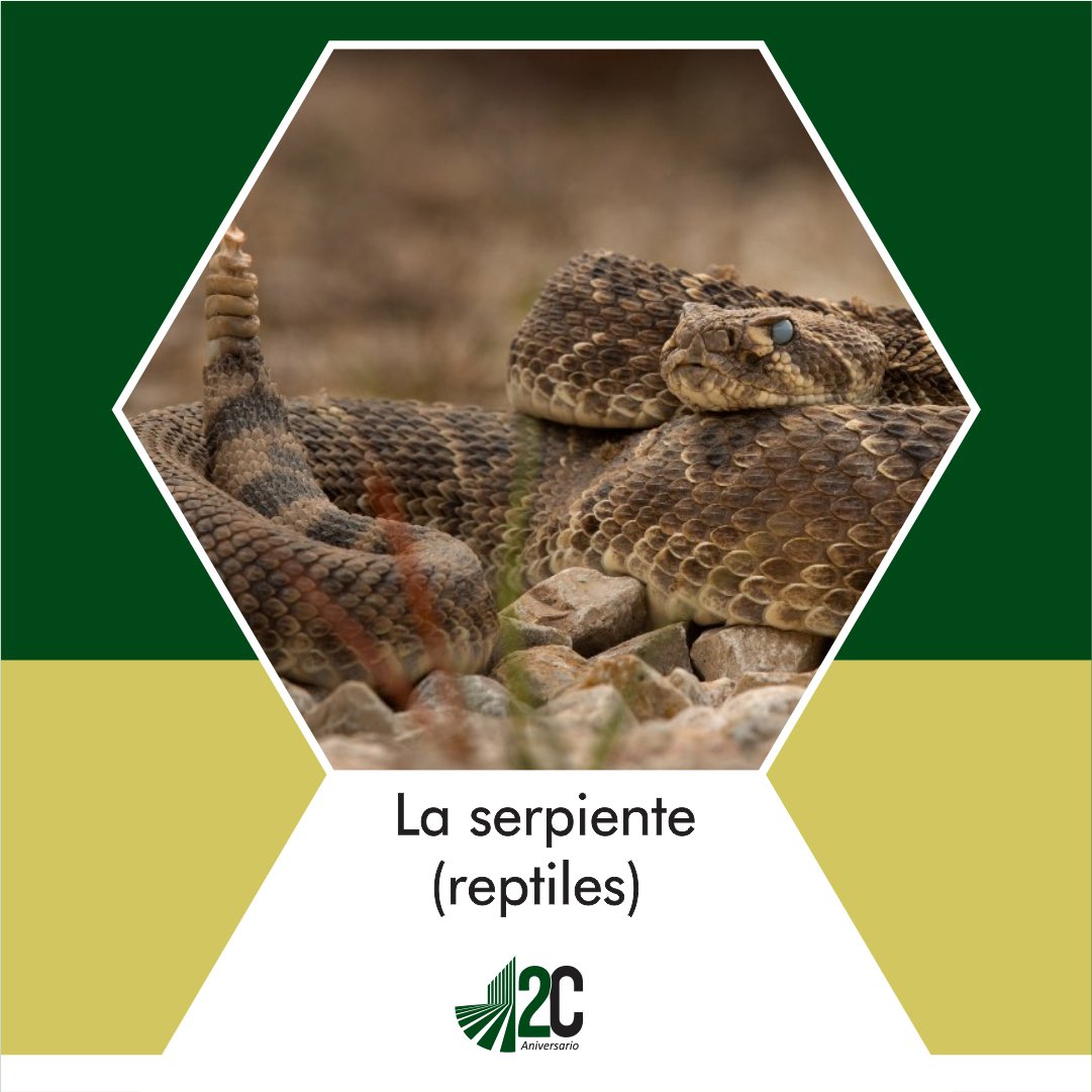 Las cactáceas son parte de nuestra identidad nacional, se encuentran no solo en nuestra comida y en nuestro territorio,  también son parte de la cultura, el folklor y ¡hasta de nuestra  bandera! La tuna y el nopal son tipos de cactáceas que forman parte de nuestra vida cotidiana.