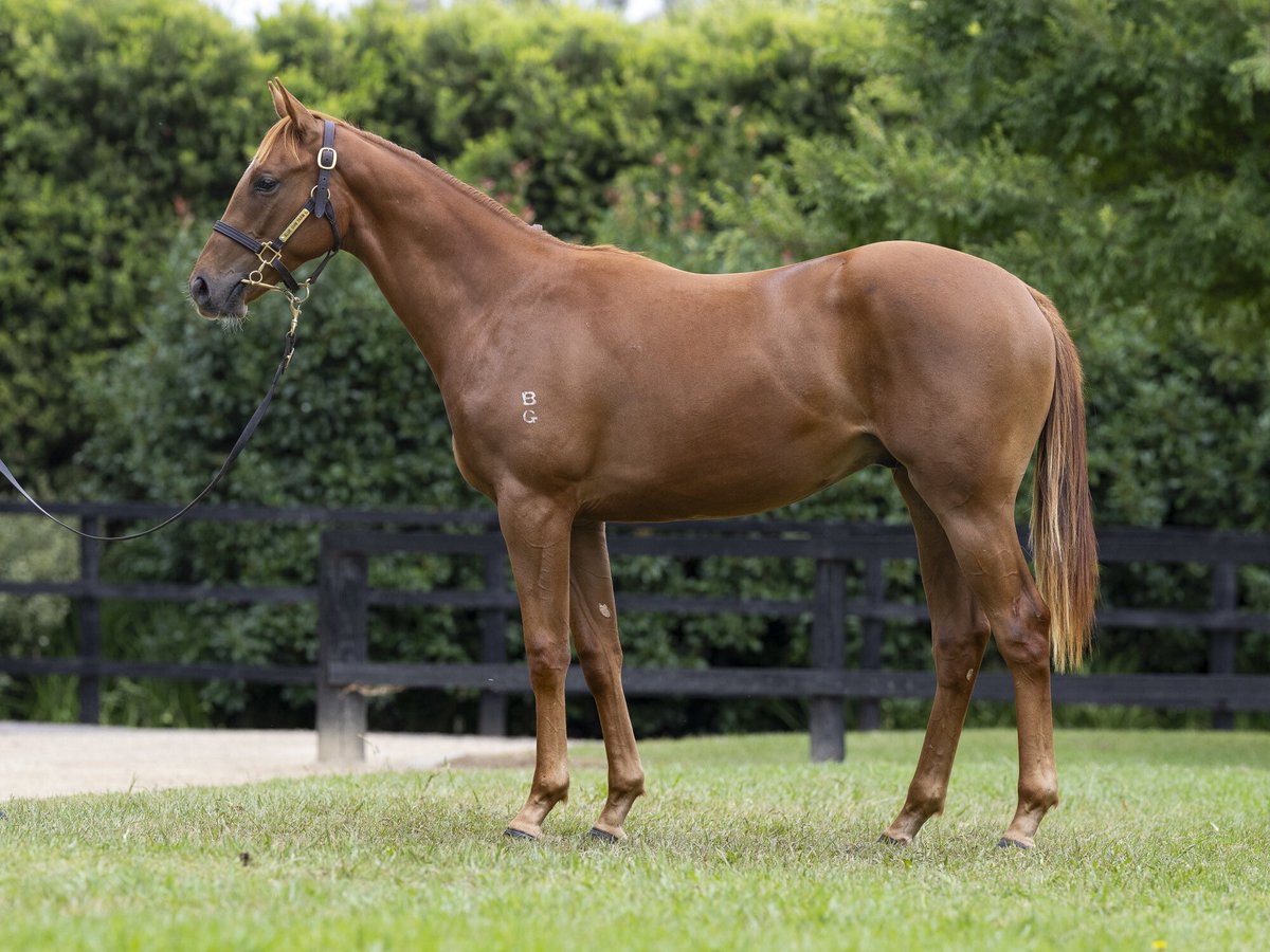 Read all about our new purchase with @mcevoymitchell from the Premier @inglis_sales this week 👀 Lot 543 Bivouac x Star Creation Colt ⬇️ championthoroughbreds.com.au/news/57856/biv…