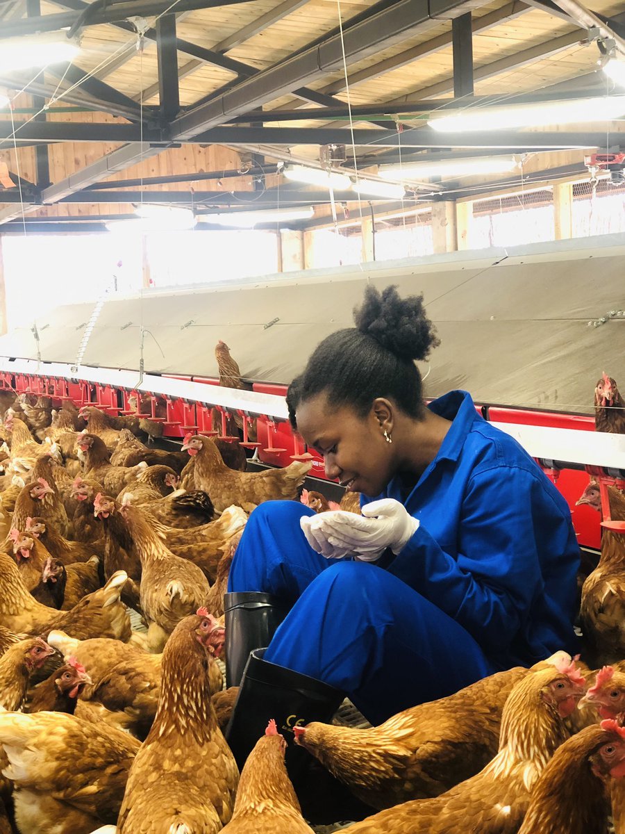 Seize the potential within simplicity for thriving poultry ventures!💪💰🐓

#YouthInAg #WomenInBusiness #PoultryInnovation #smartfarming #agricultureandfarming #agricultureinnovation