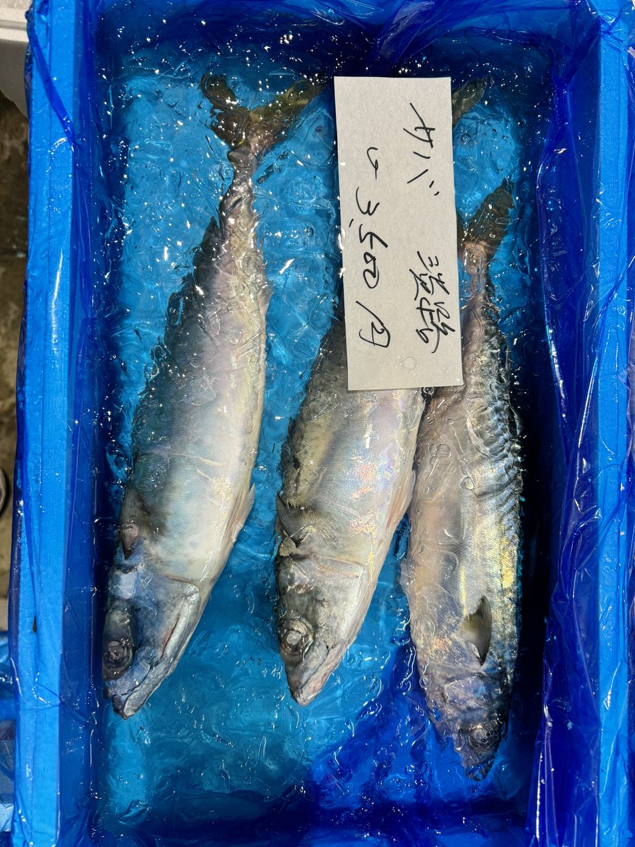 豊洲へ市場調査🐟

シケ続きで魚が全体的に高め
