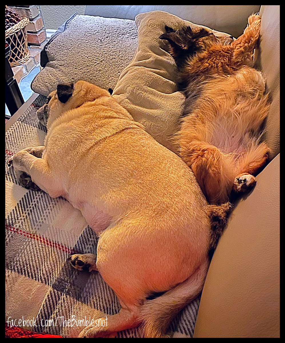 The Boys are stretched out next to each other bum-to-bum... So happy to be together. 🐶❤️🐶💤 #BFFs #brotherlylove #sleepypug #sleepychiweenie #sweetdreams