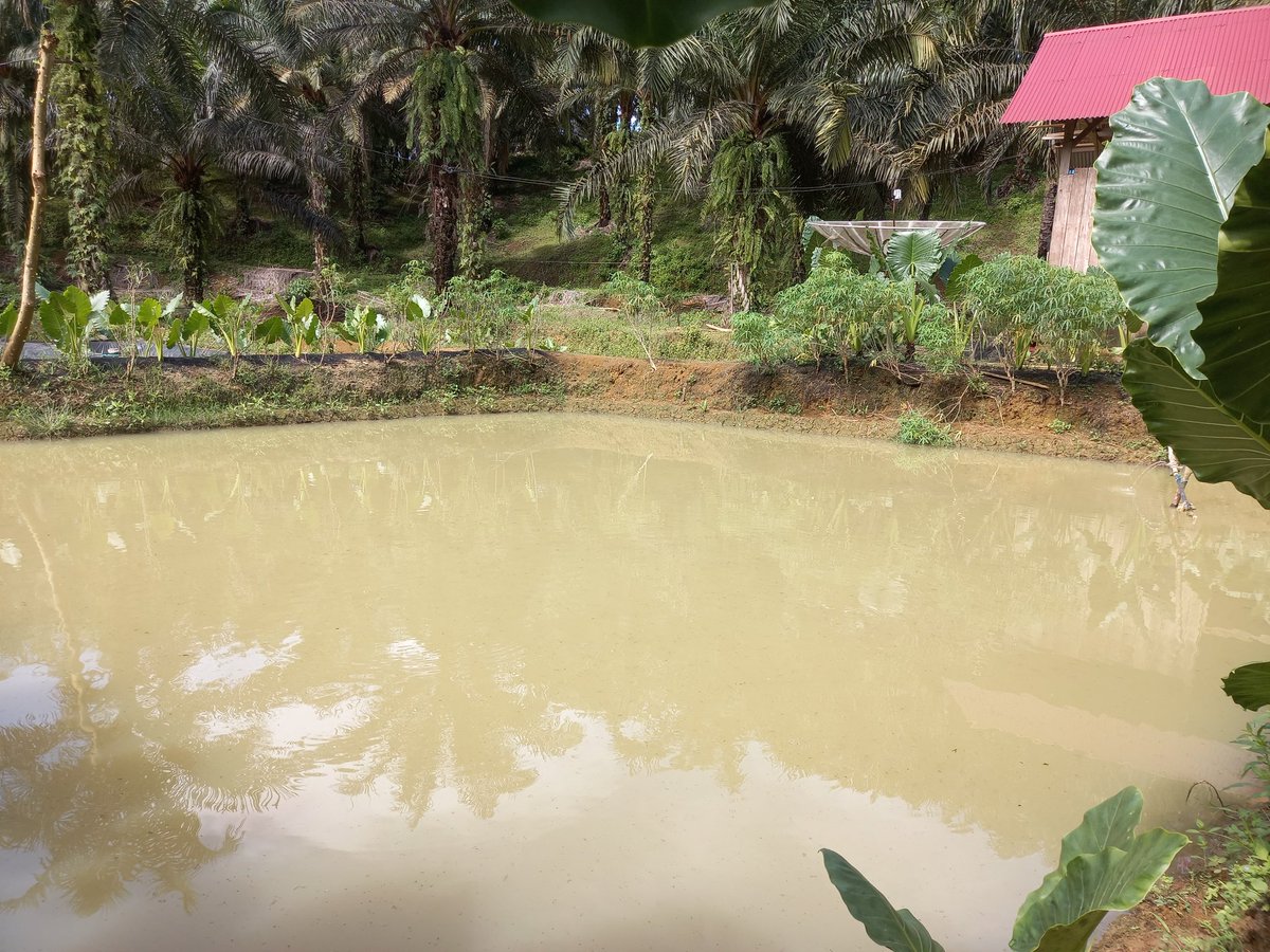 Maulana_SM23's tweet photo. Kamis (29/2), Maulana SM Luhkan Kab Mukomuko, di KOPERASI Gempi Mina Jaya Ds Sidomakmur. Melaporkan produksi benih Gurame 20rb uk silet harga 3000/ekor. Kolam Tanah Uk 10×15 meter.
#GiatLuhkanSatminkalBRPPUPP 
#luhlapor #Mukomuko 
@bppsdm_brppupp @puslatluhkp 
@bppsdm_kp https://t.co/HrYKhphLXr
