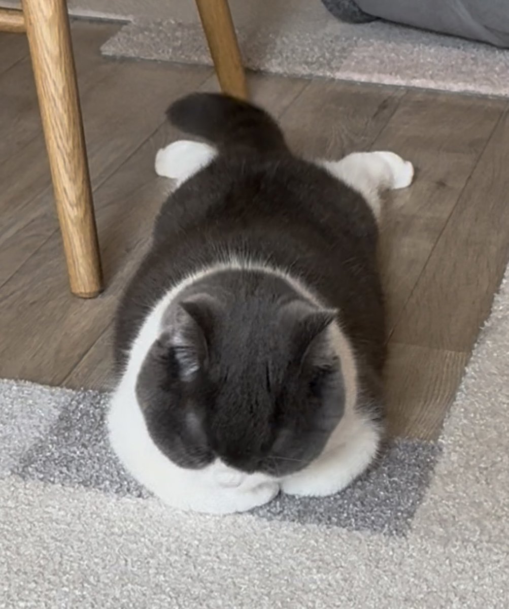 omochiomoching's tweet image. お腹いっぱい😋