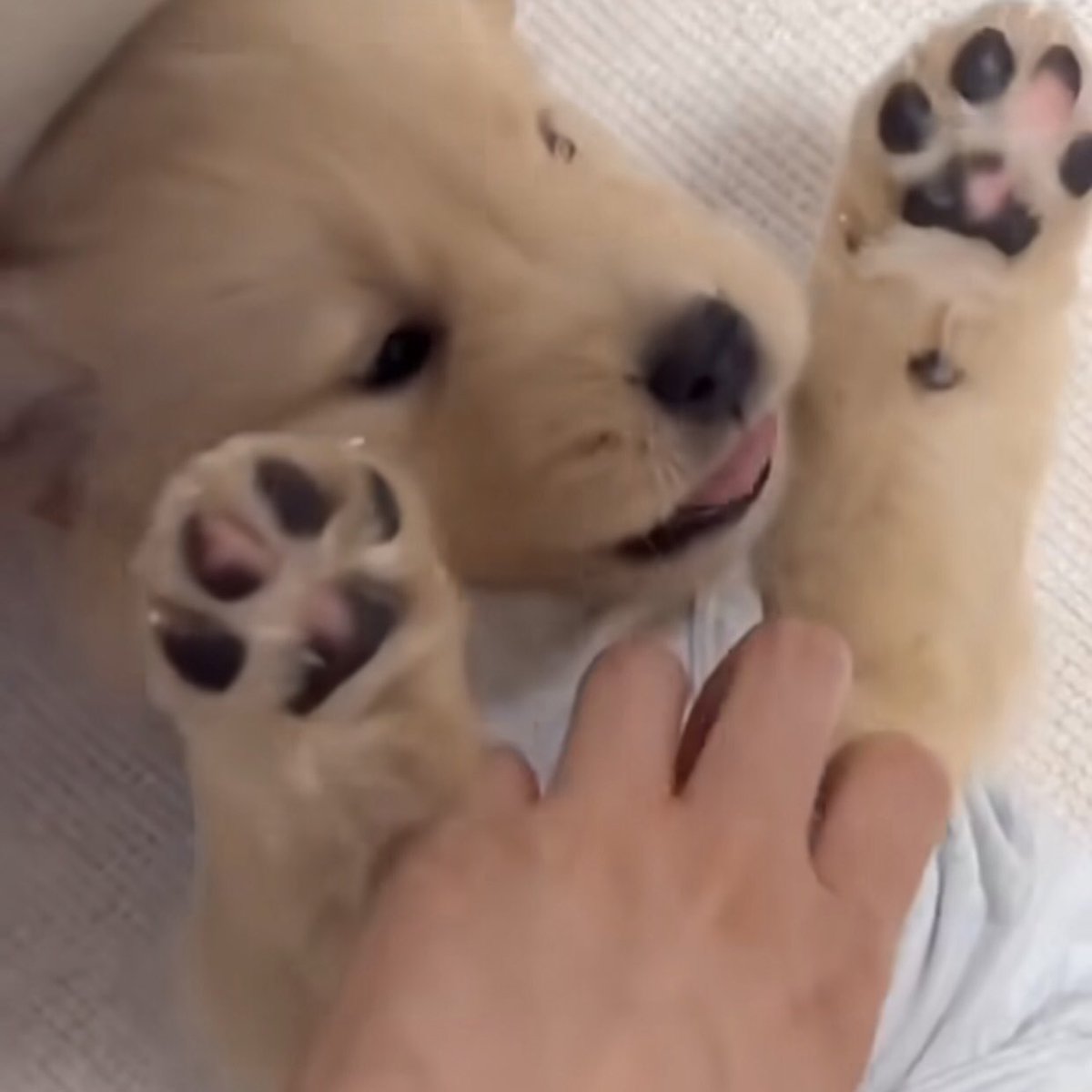 takemybear 🐶 tweet media