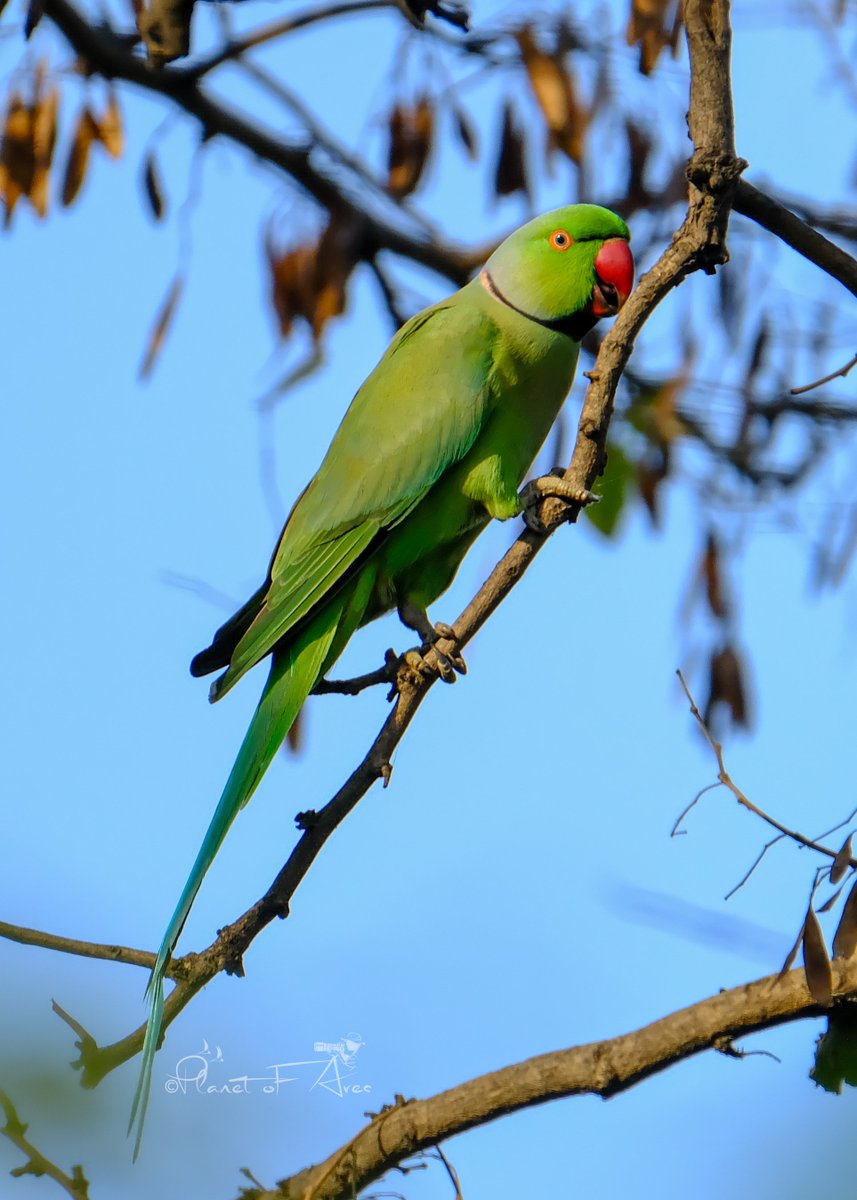 #fascinating #Facts 🦜Rose-ringed Parakeets have a life span of 25-30 years. The world of Parakeet (parrots) is very big and colorful. There is a total of 372 species of parrots around the world. #BBCWildlifePOTD #natgeoindia #ThePhotoHour #BirdsOfTwitter #TwitterNatureCommunity