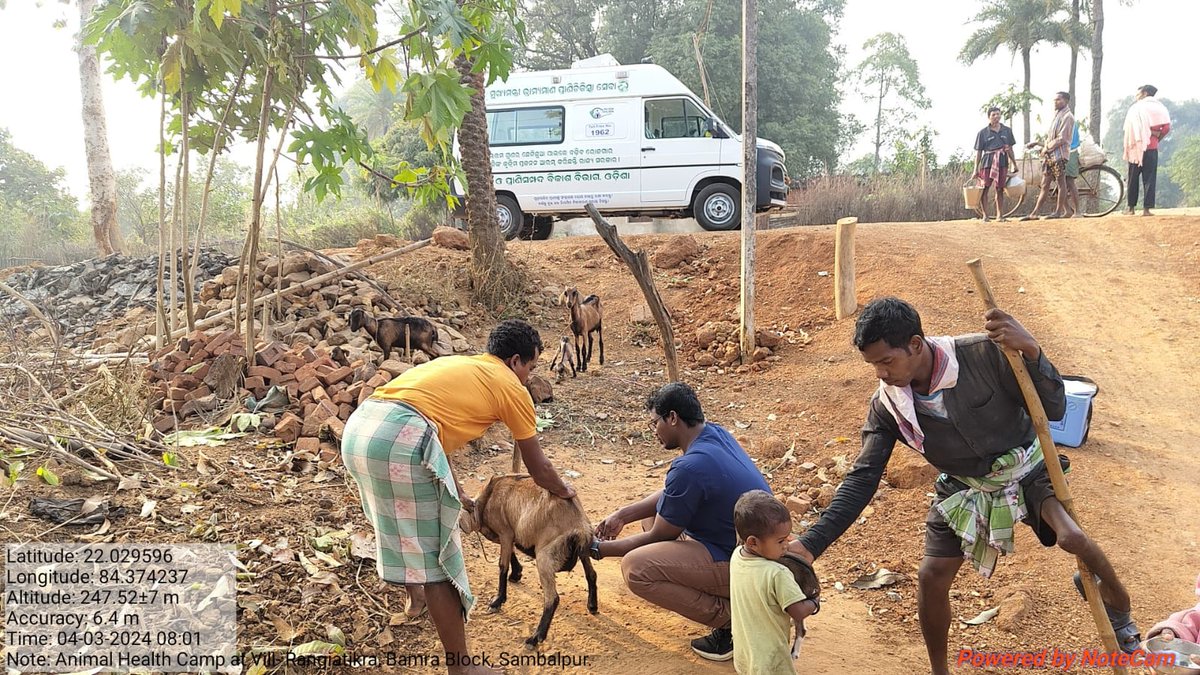 ovsa_sambalpur's tweet photo. Animal health camp in Bamra block .
@CMO_Odisha @farddept @MoSarkar5T @rajaaswain @dahvsodisha https://t.co/MgzB1dIekJ