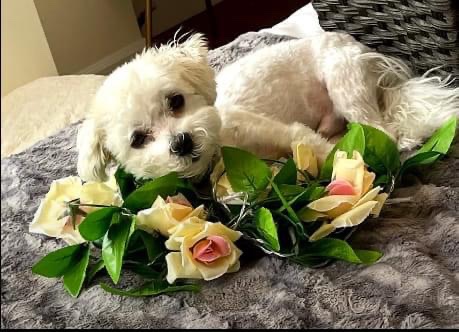 KeithOlbermann's tweet image. KILO WAS STOLEN NEAR PENN STATION: last seen at 34th and 7th. If you've seen or found her please go here: 
lostmydoggie.com/details.cfm?pe… and/or phone 877-818-0060 and PLEASE RT KILO!