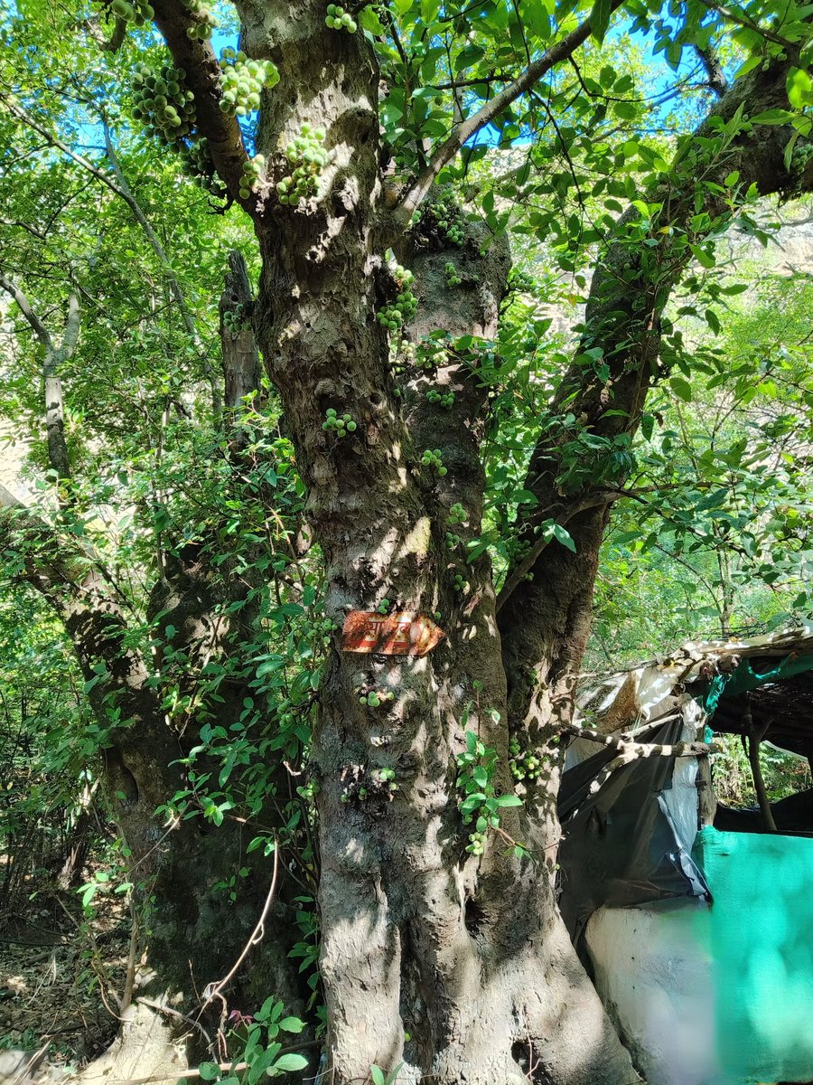 iamortalsecret's tweet photo. Happy #thicktrunktuesday friends keep supporting #Treee 🌿🌳🌿
#treetime #treeday #nature #treepeople #TreeClub https://t.co/LzoRqhp2pO